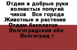 Отдам в добрые руки волнистых попугай.чиков - Все города Животные и растения » Отдам бесплатно   . Волгоградская обл.,Волгоград г.